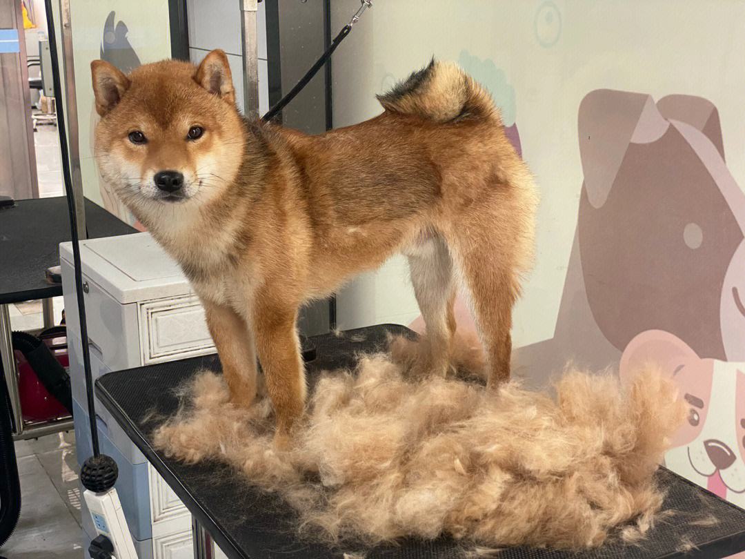 养狗发现的神奇现象,养狗常见的4大误区你避雷了吗