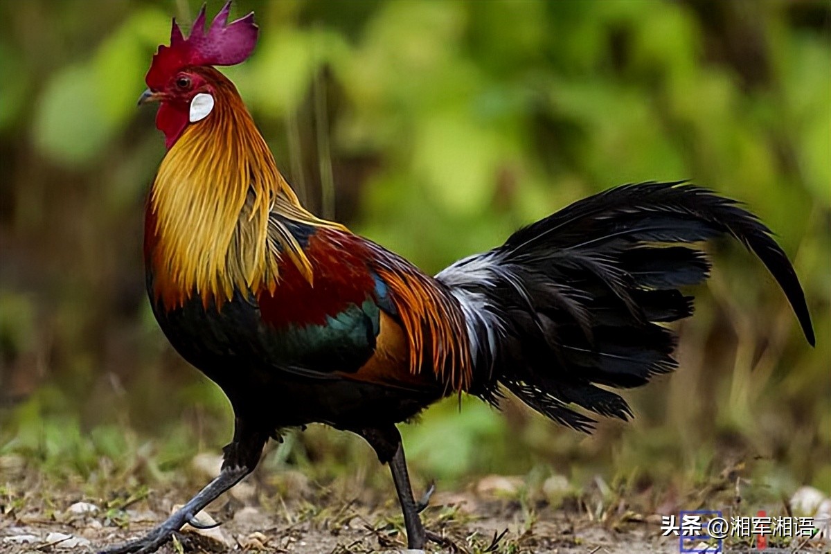 立明说,刀郎自己是如何解读罗刹海市