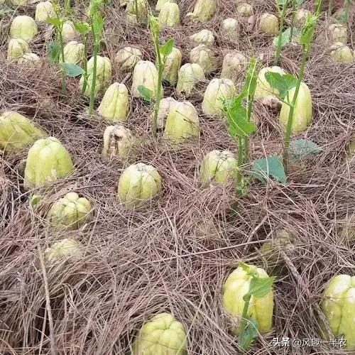 佛手瓜今年种植明年是否还能结瓜,佛手瓜要切开用里面的种子种植