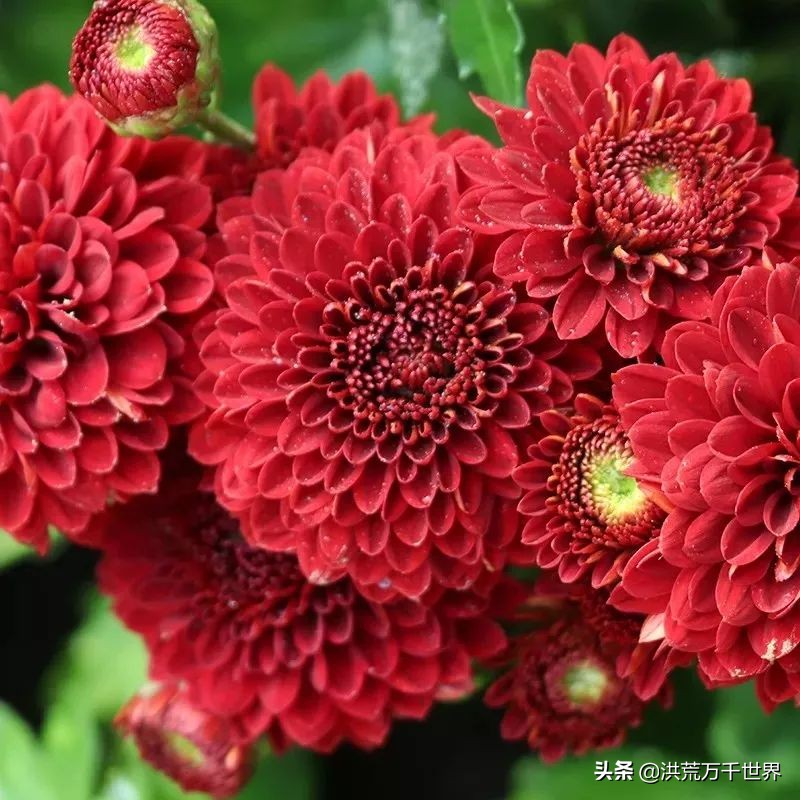 中国十大稀有珍贵菊花品种图片,一年四季开花的菊花有哪些品种