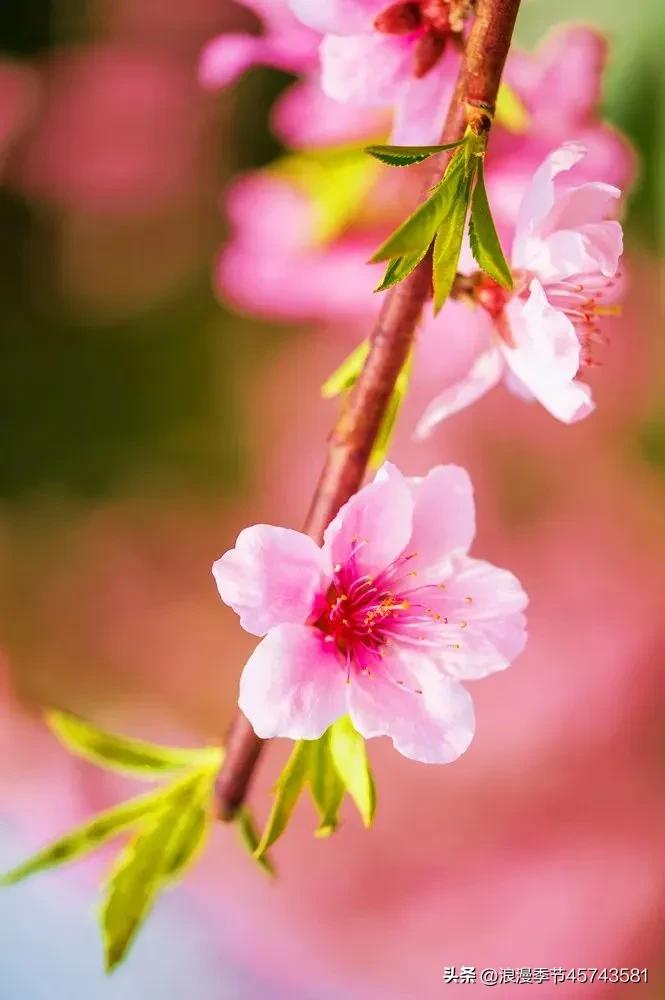 寻了半生的春天你一笑便是了英文,寻了半生的春天你一笑便是了翻译