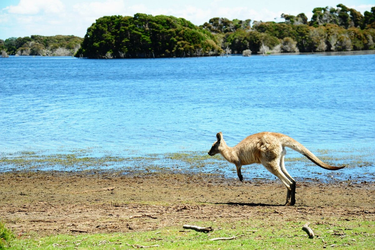 袋鼠整天一跳一跳的不伤膝盖吗,袋鼠一直跳