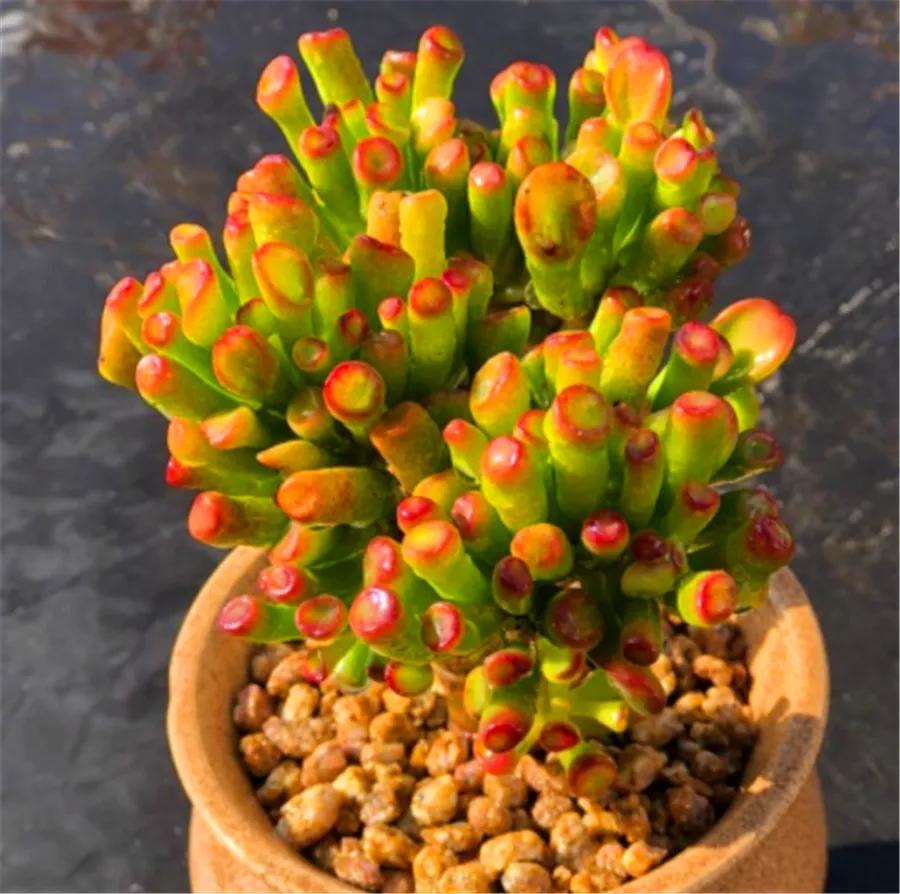 客厅外种树讲究风水吗,家里客厅窗户外适合种树吗