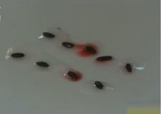 真实故事：八旬老人病危，医生束手无策，被儿子用“土”煮水治好