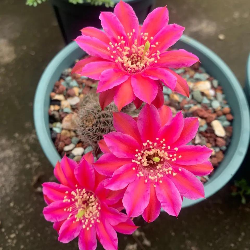 仙人球品种精品,仙人球名贵绿植