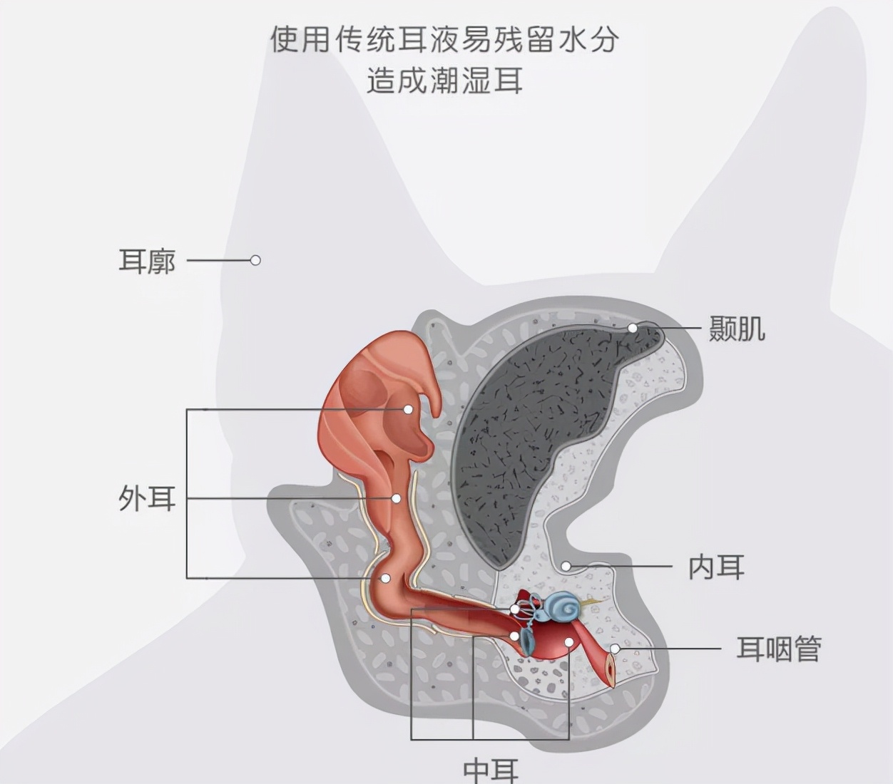 猫咪去宠物店洗完澡过敏,猫咪去宠物店洗澡引起应激反应