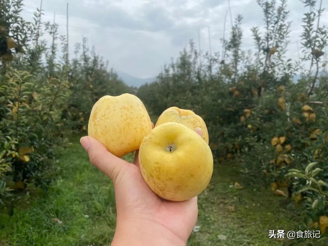 断货王！出口级威海金苹果，今日半价就能买1箱