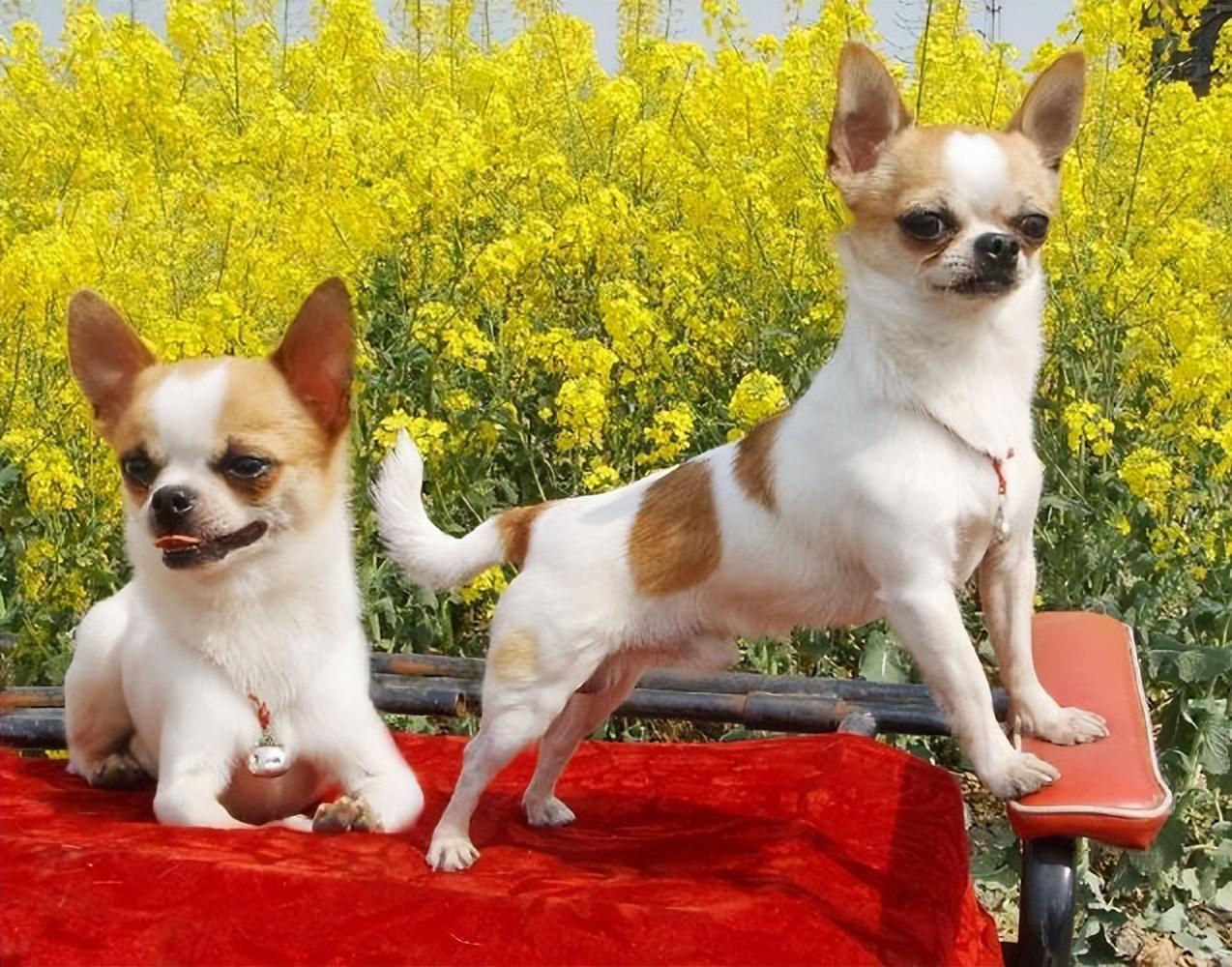 没有耐心千万别养这几种狗,这5种狗怎么感觉很少人养