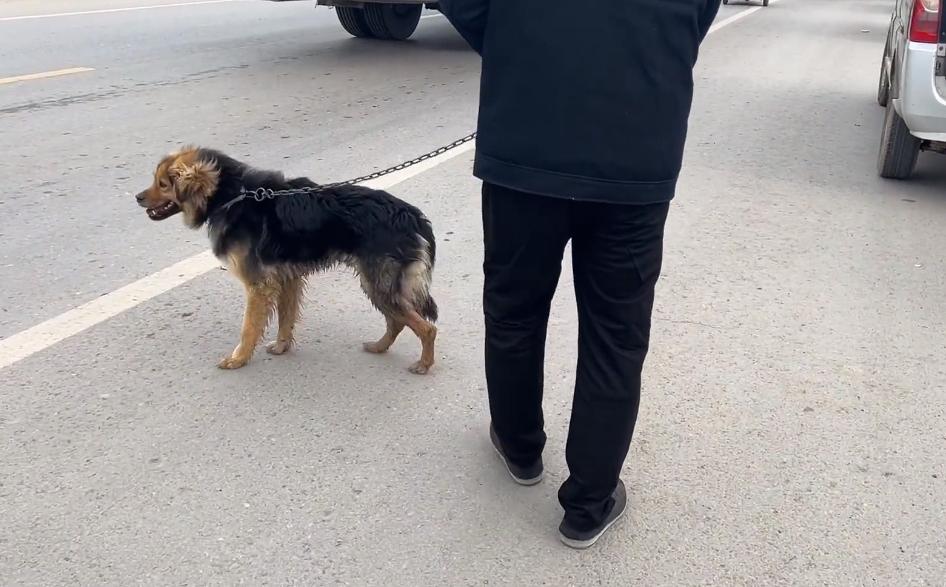 河南:200块,瘦德牧进了笼,发现大爷不舍,大娘:咱俩喂不起