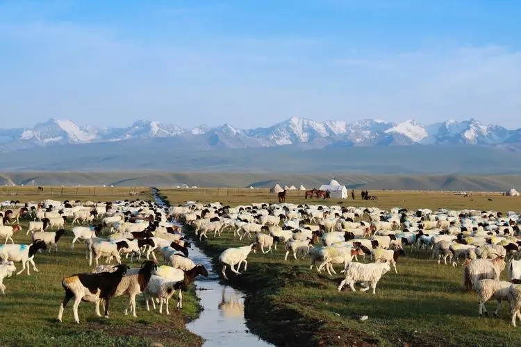 为什么*疆新**女子很少嫁到内地，本地姑娘说了大实话，确实很尴尬！