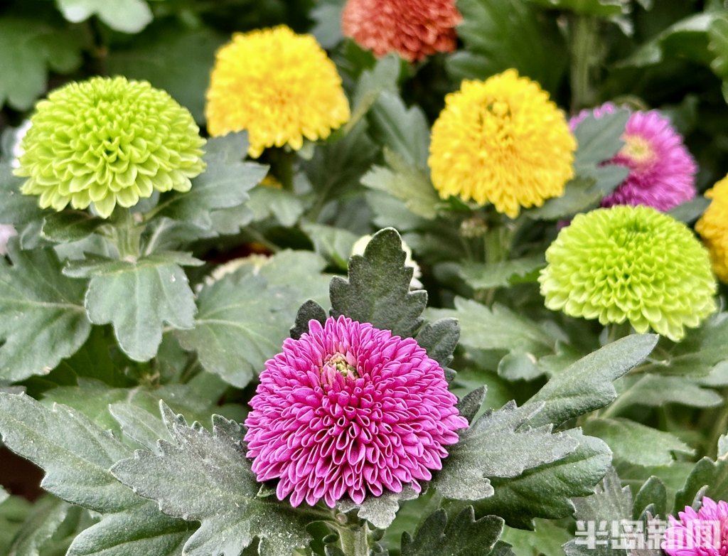 青岛高档绿植花卉,青岛春天的花卉