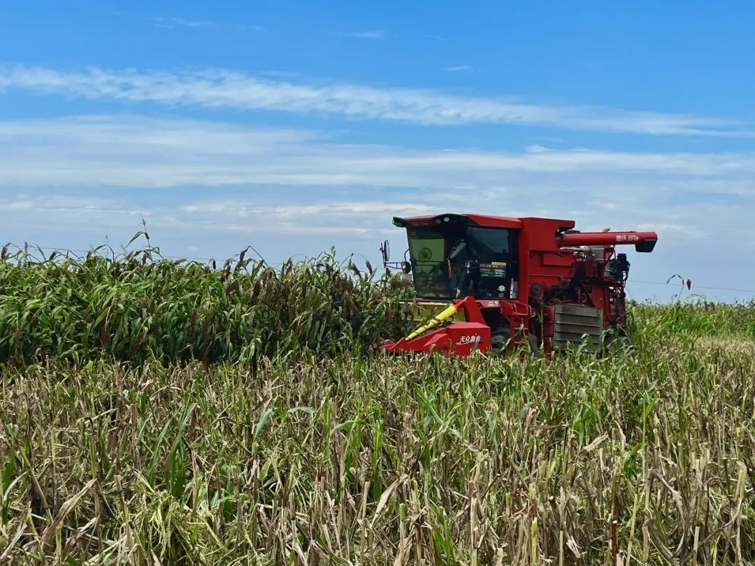 松滋最美的风景,松滋田园景色