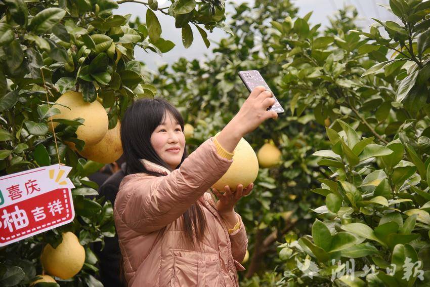 恩施市：想你的风，“柚”吹到了南里渡