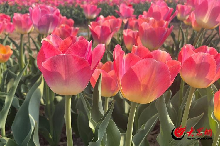 古岘郁金香花海离平度南村多远,平度古岘郁金香详细地址