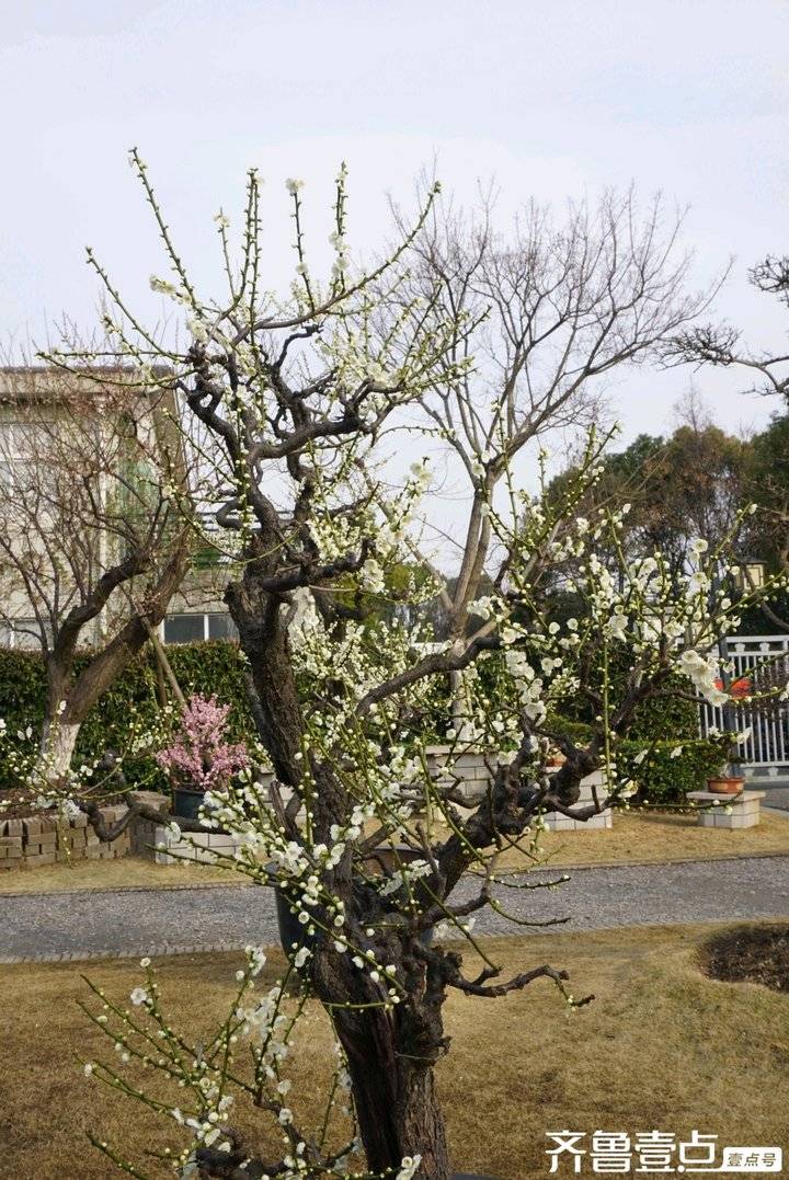 冬日梅园暗香浮动,梅园暗香的抖音
