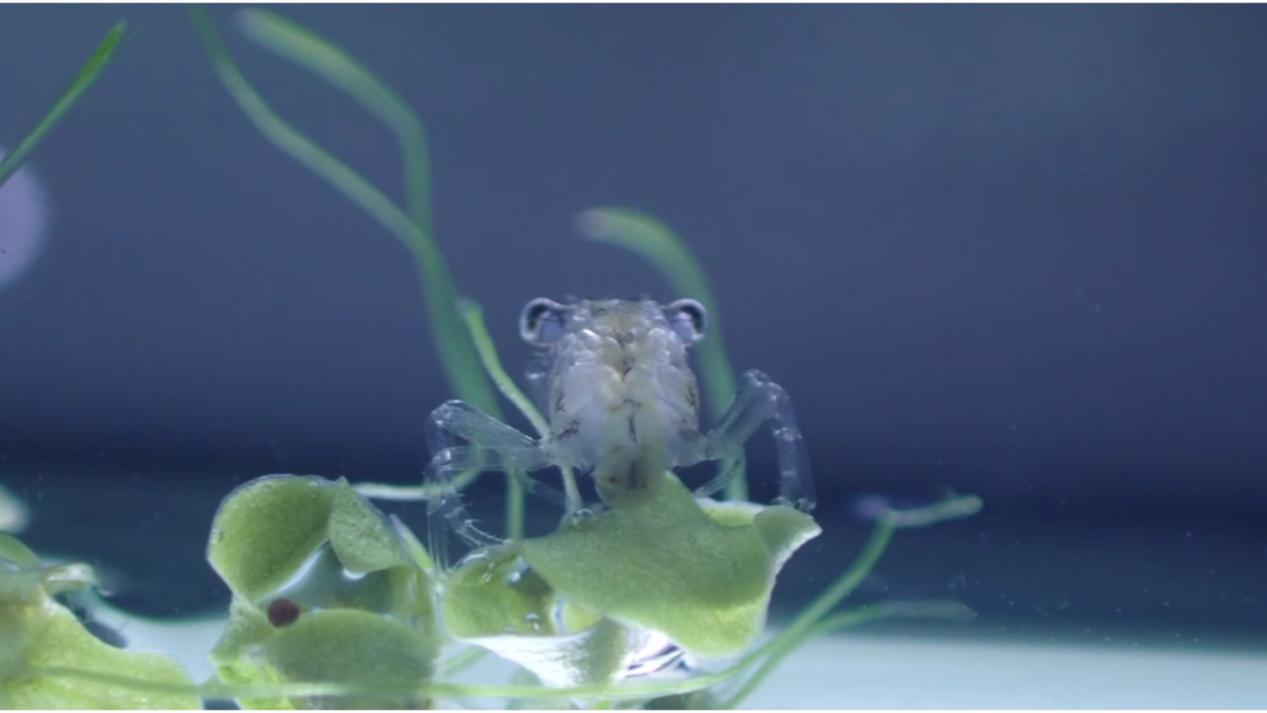 是“鸟类天堂”也是螃蟹宝宝“幼儿园”！江苏条子泥湿地千亩蟹塘挂笼