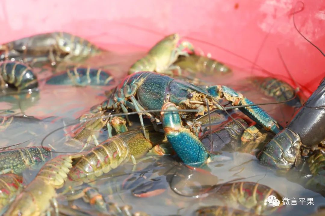 厉害的淡水虾,特别厉害的虾