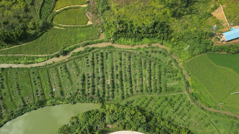 无花果新品种梦幻甜蜜,新田无花果专卖店