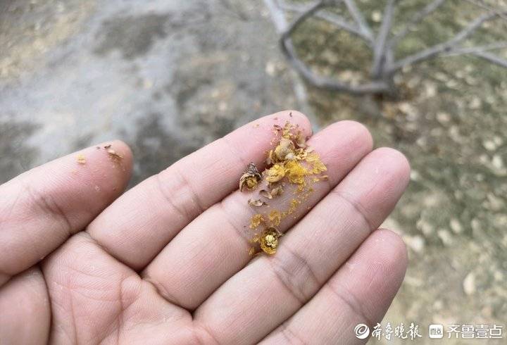 济南千佛山上的腊梅花开了吗,千头菊冻死了