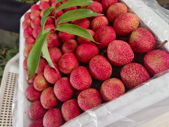 元江三月红早熟荔枝上市,云南元阳三月红荔枝抢鲜上市