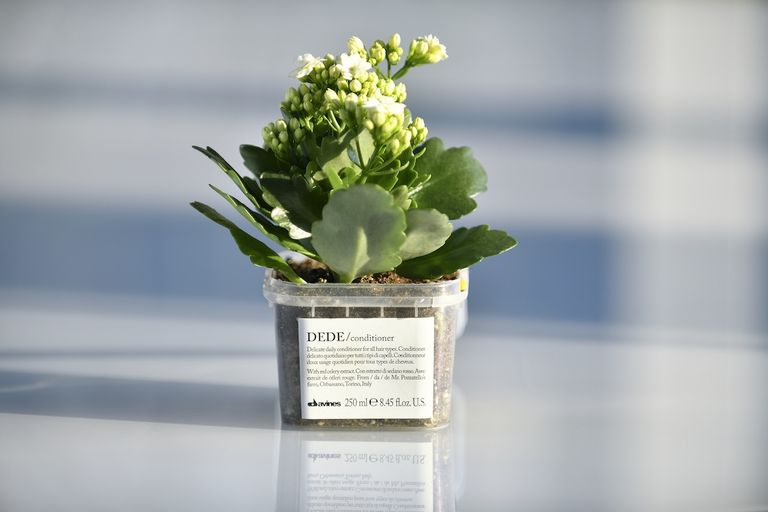 大卫尼斯与施华蔻护发精油哪个好,全球顶级护发品牌