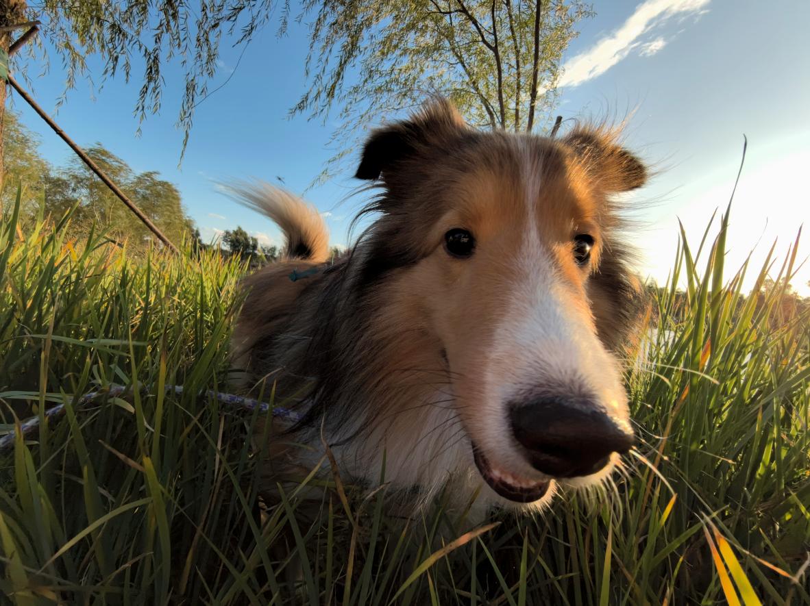 华为mate60影像排名,华为mate60pro影像测评