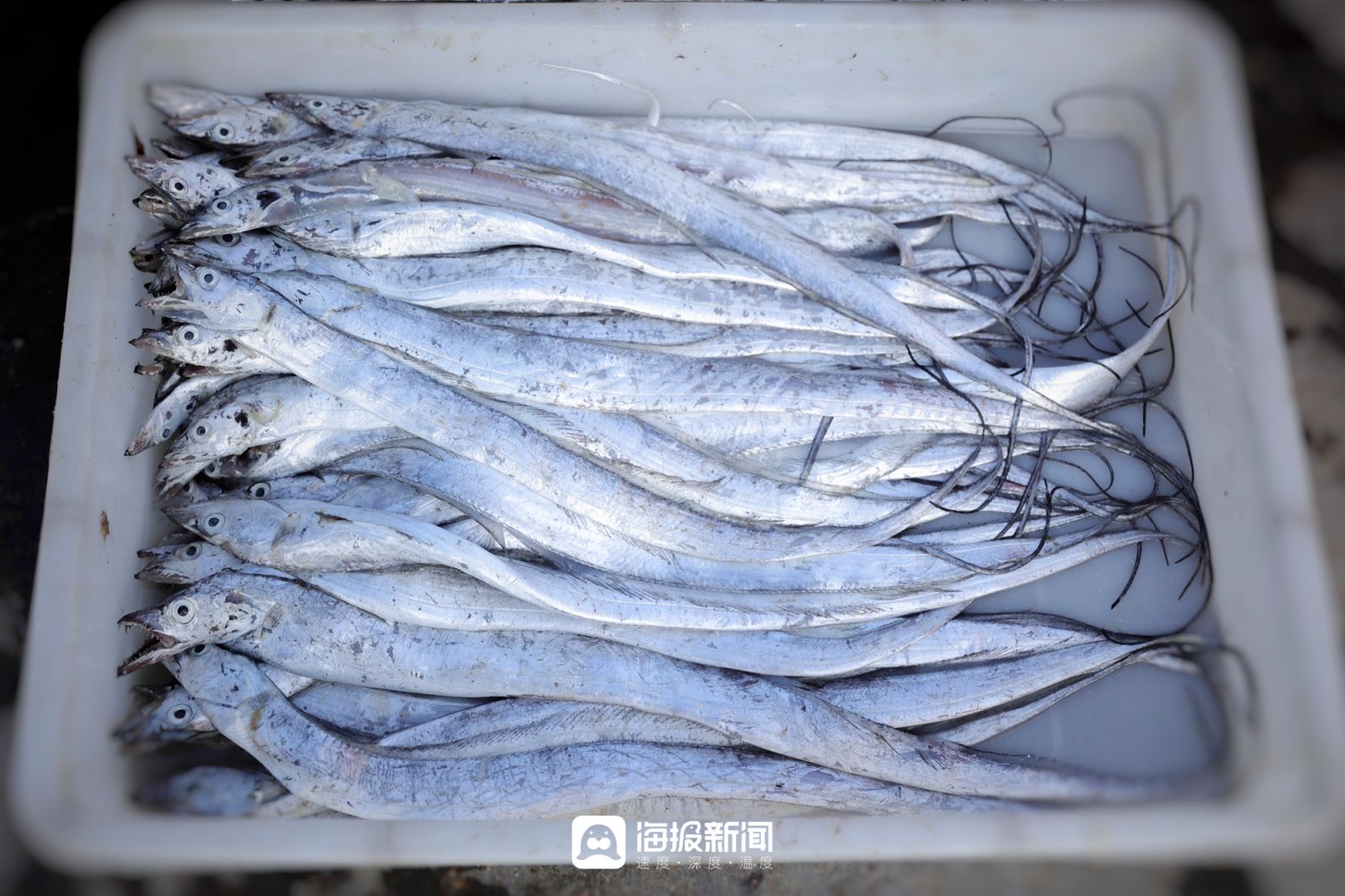 日照小海虾批发,日照小开海