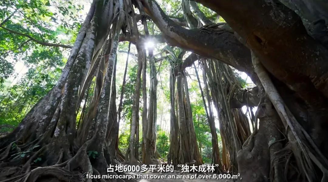 万千气象看云南|《什么是云南》，这就是云南！