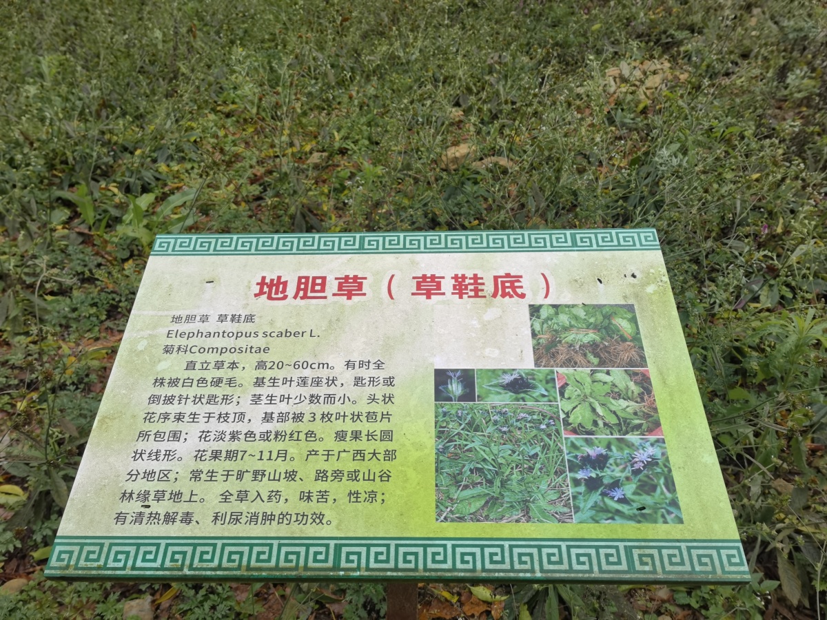 九死还魂草复活的视频,九死还魂草复活