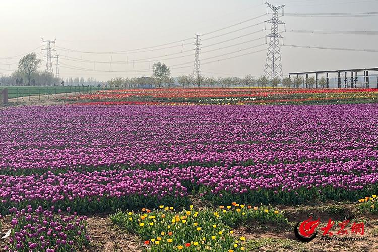 古岘郁金香花海离平度南村多远,平度古岘郁金香详细地址