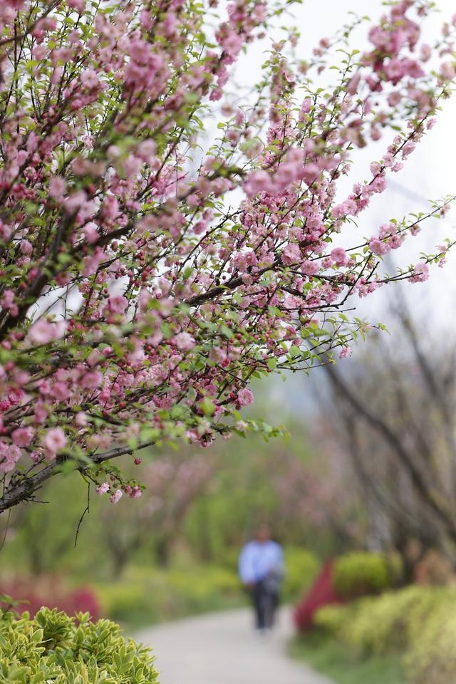 贵阳乌当有草坪的公园,贵阳市乌当区鲜花