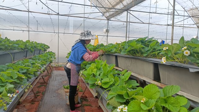 荣获中国绿色食品认证,获得绿色食品认证