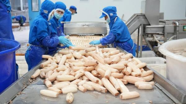 挖莲藕赚钱,挖藕一天挣千元