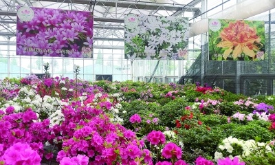 省植物园杜鹃开放,浙江金华百余亩杜鹃花竞相绽放