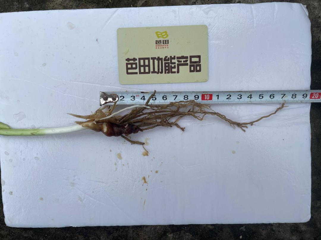 韭菜施什么肥料叶片大而肥厚,芭田肥料上大蒜的效果