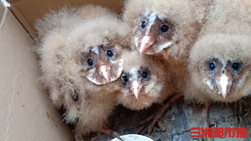 深山发现猴面鹰,江西村民捡到六只猴面鹰幼鸟