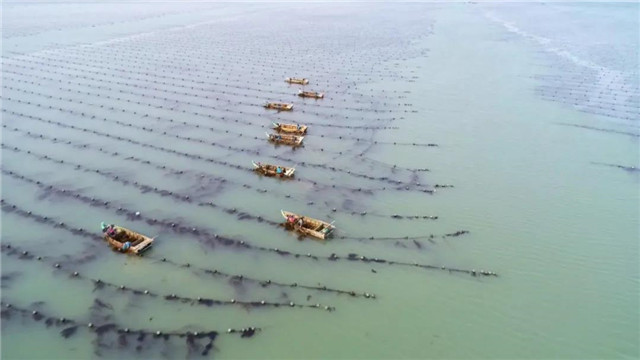 威海蓝碳科技,威海南海蓝碳