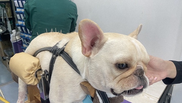 法斗在家泡药浴,自己在家给法斗泡药浴