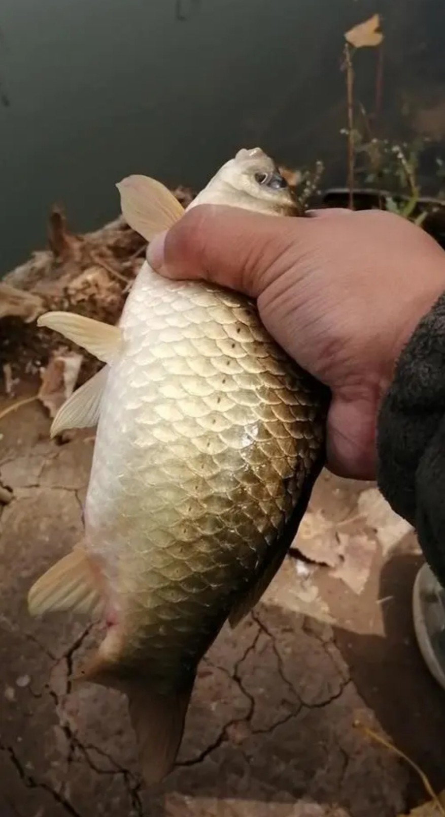 冬天用矶竿绑串钩怎么找钓点,矶钓竿绑串钩全套方法