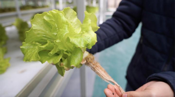 德清：“农业梦工厂”鱼菜卖断货