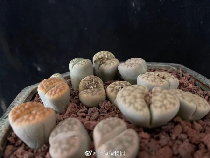 短叶虎尾兰的独特特征,金边虎尾兰百合科虎尾兰属植物