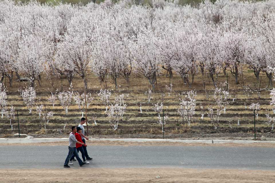 西行纪的简介,西行纪传记