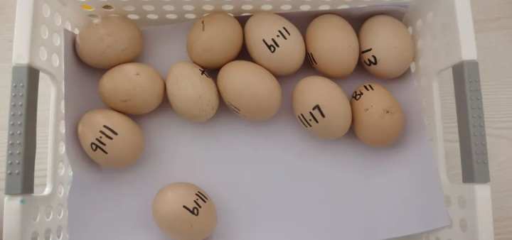 当班级里来了两只鸡……这群孩子不仅孵了蛋，赚了钱，还进行了生命教育