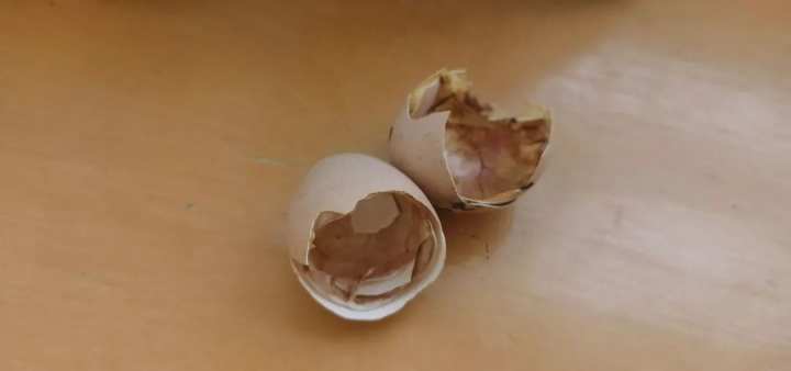 当班级里来了两只鸡……这群孩子不仅孵了蛋，赚了钱，还进行了生命教育