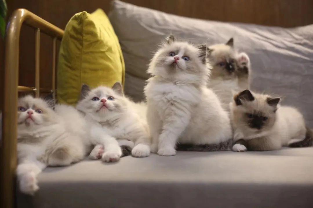 揭秘全国首个“宠物方舱”：揭秘全国首个“宠物方舱”：它们过得怎么样？它们过得怎么样？