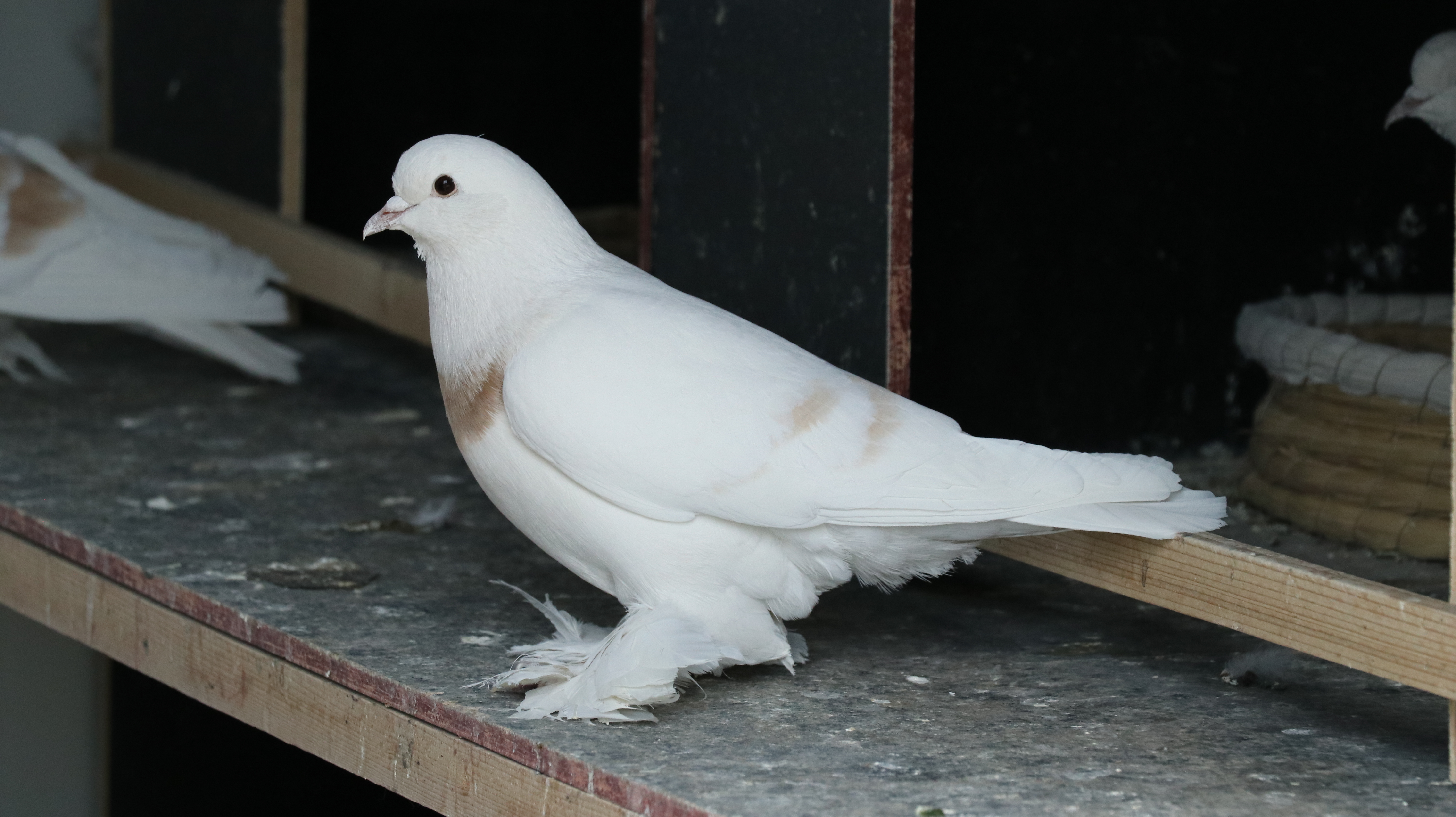 中国最大的观赏鸽养殖基地,观赏鸽养殖场