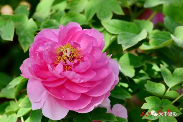 又到牡丹花开时不负光阴不负春