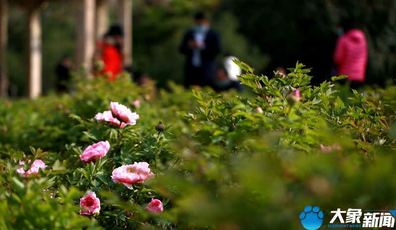 后疫情时代旅游业如何重启,旅游业应该如何应对微度假