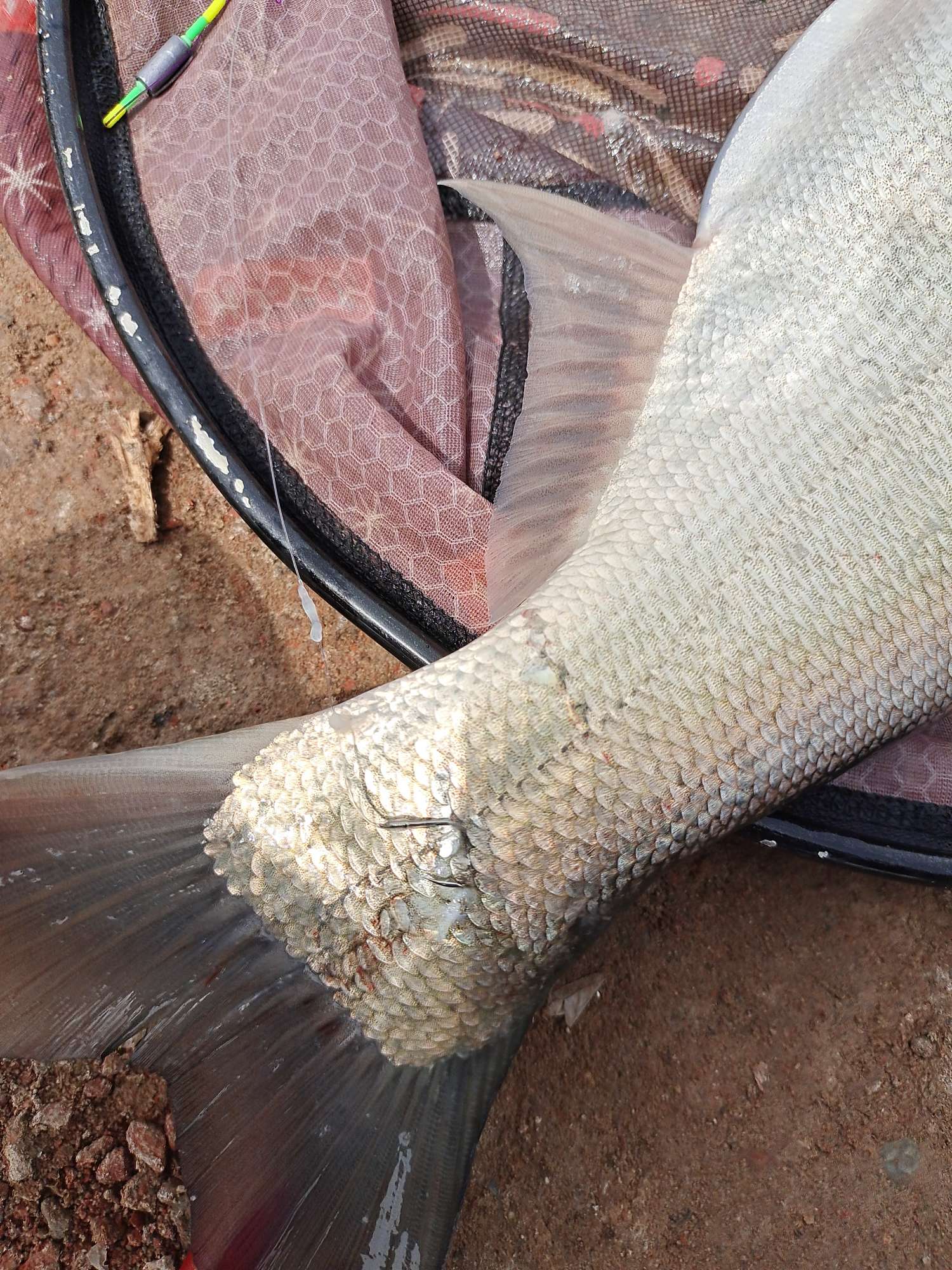 收获400斤巨鱼视频,四月收获记录