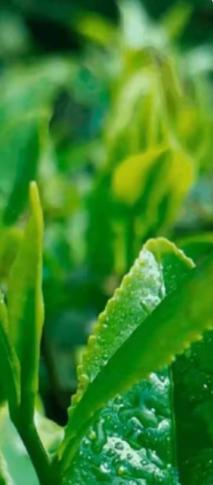 鍒涙柊璧嬭兘鏂囧寲璧嬭兘,宕傚北鑼跺彾鏂囨梾缁撳悎